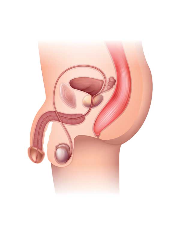 pathologies organes genitaux externes